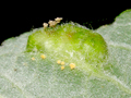 Euura bridgmanii gall